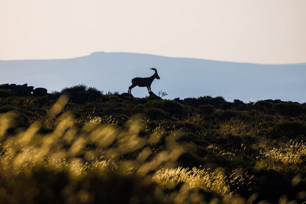 nature trips in spain wild animals in gredos spain