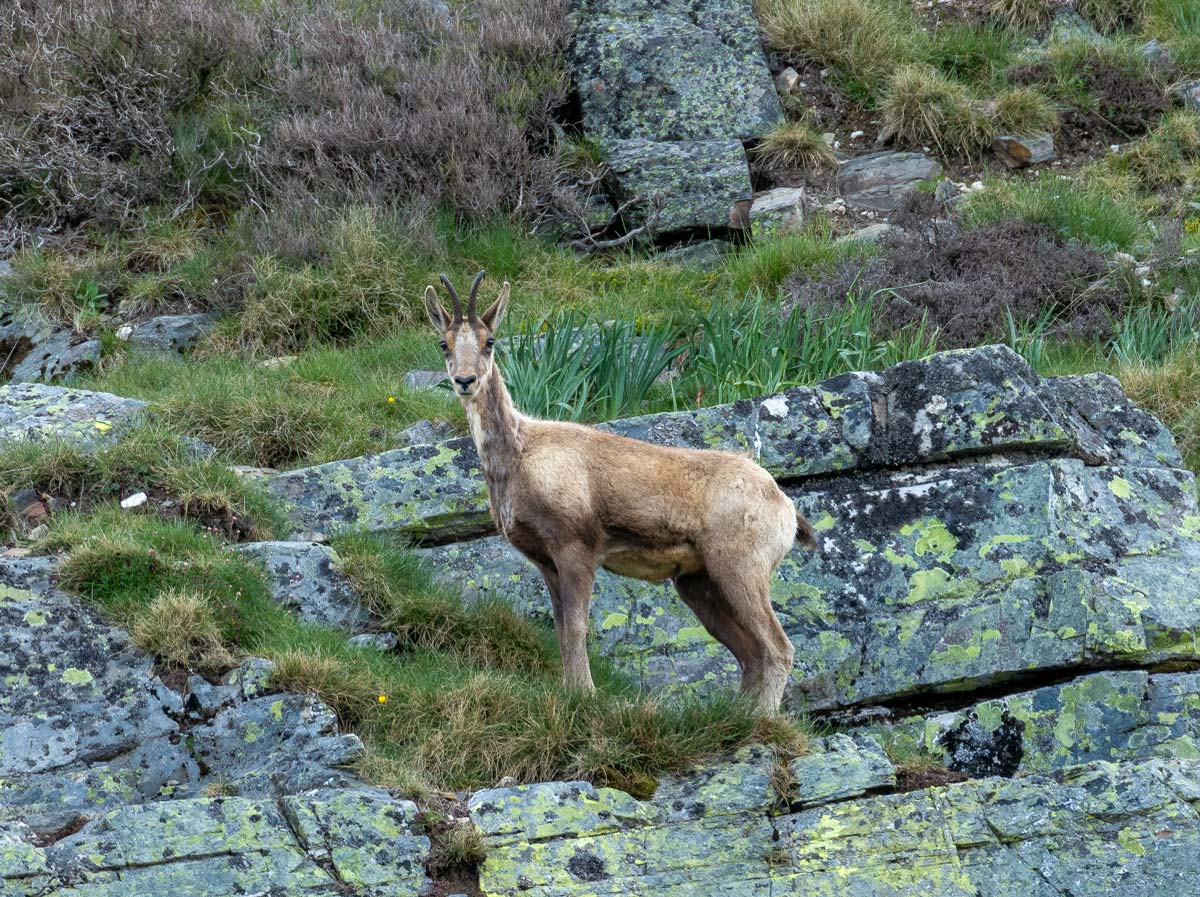 nature trips spain animals cantabrian chamois sighting spain