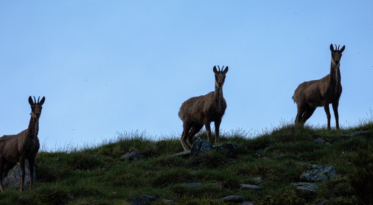 nature trips spain animals cantabrian chamois sighting spain