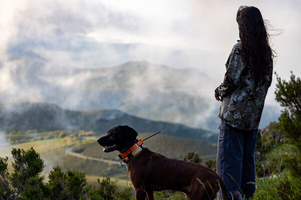 photo red stag rut in spain guided trip mountain tourism in spain