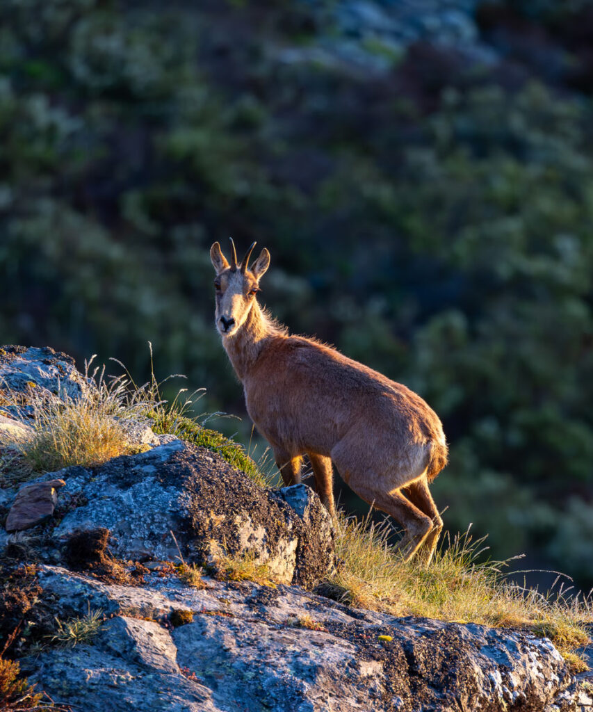 pyrenean chamois safaris in spain wildlife rural tourism in spain