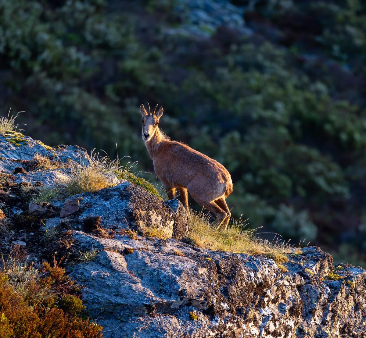 pyrenean chamois safaris in spain wildlife rural tourism in spain