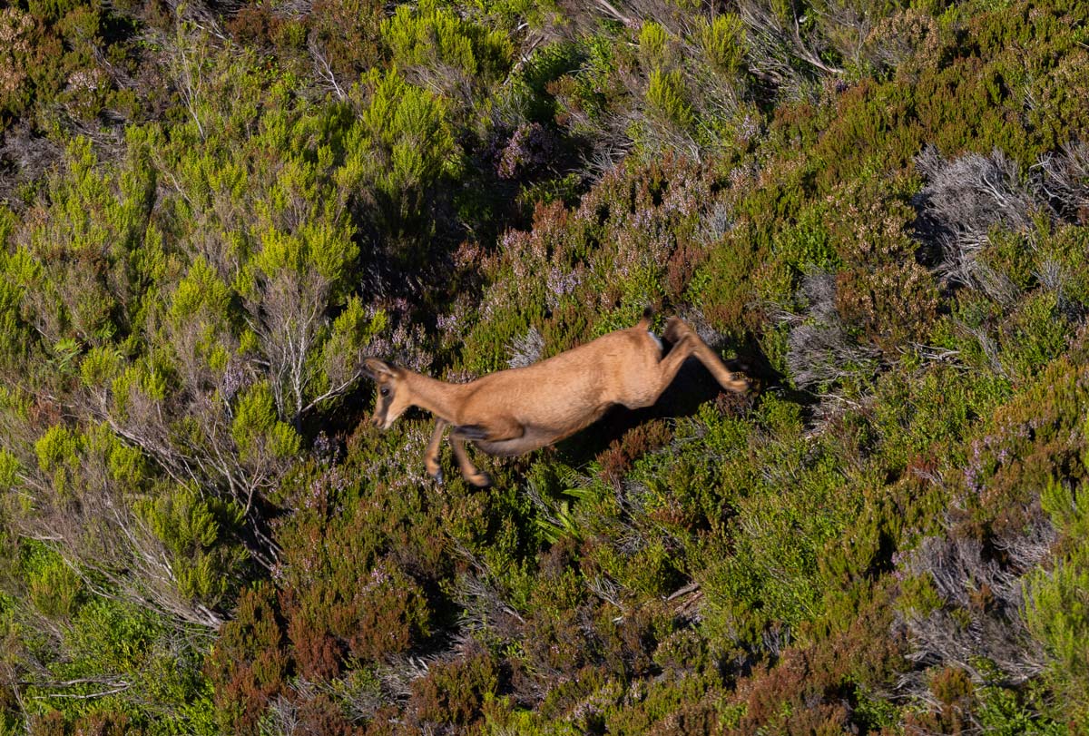 pyrenean chamois sighting in spain wildlife rural tourism in spain