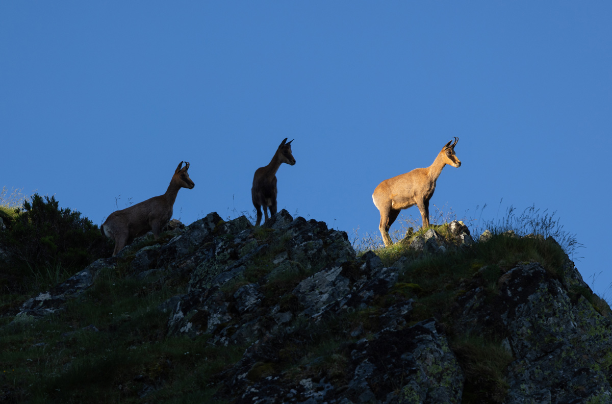 pyrenean chamois sighting in spain wildlife rural tourism in spain