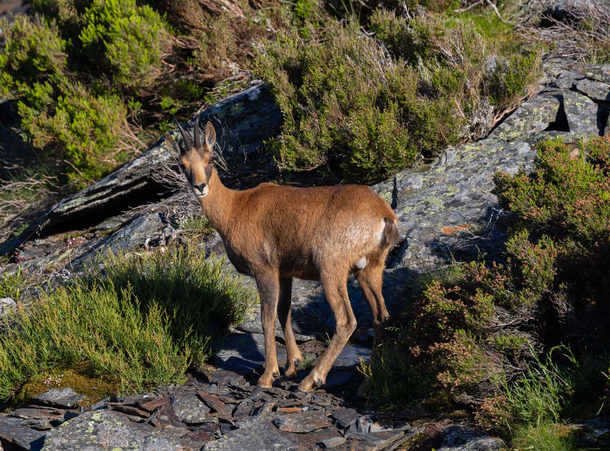 pyrenean chamois sighting in spain wildlife rural tourism in spain