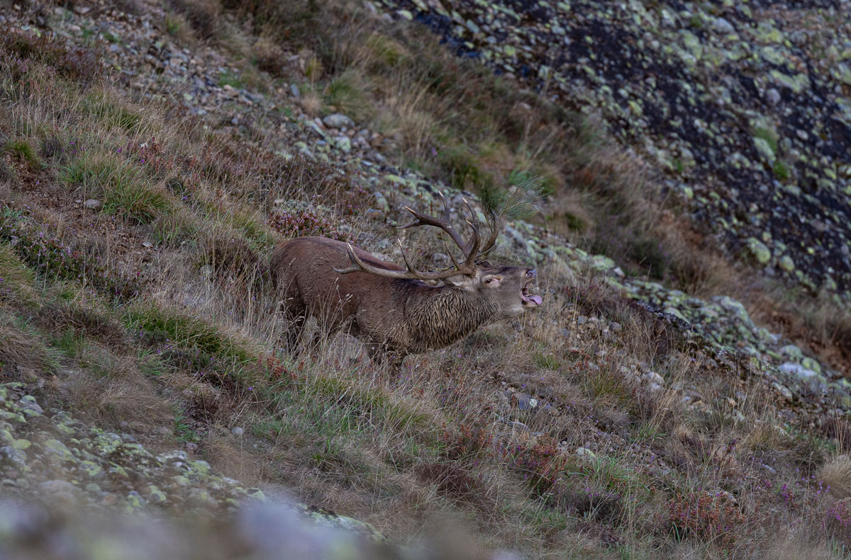 red deer in spain wildlife watching safaris in spain