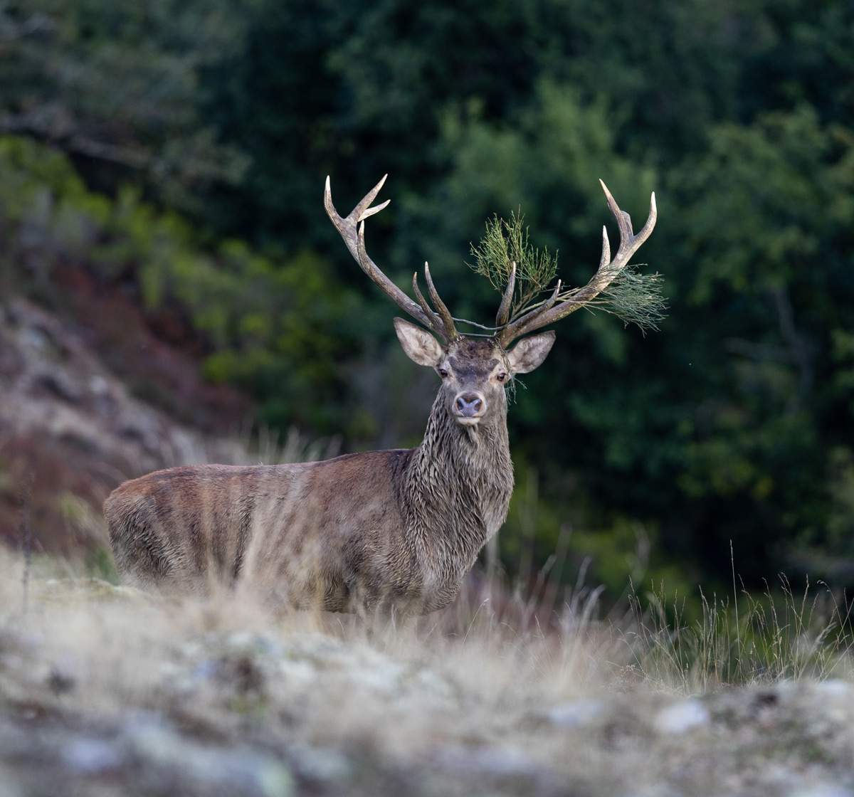 red deer in spain wildlife watching safaris in spain