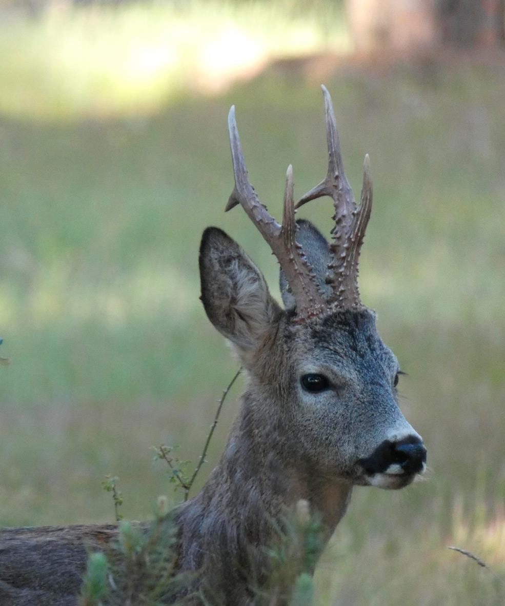 roe deer safaris in spain ecotourism in spain