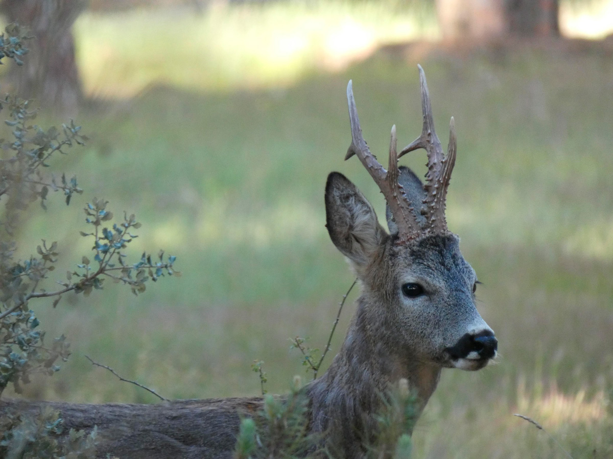 roe deer safaris in spain ecotourism in spain