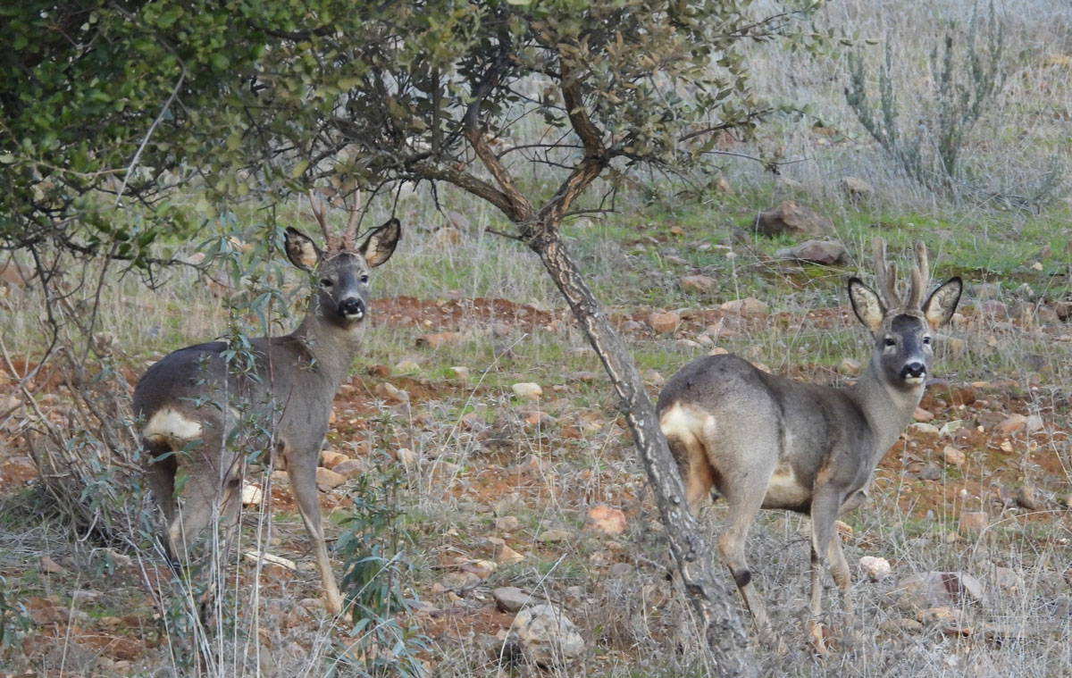 roe deer sighting in spain ecotourism in spain