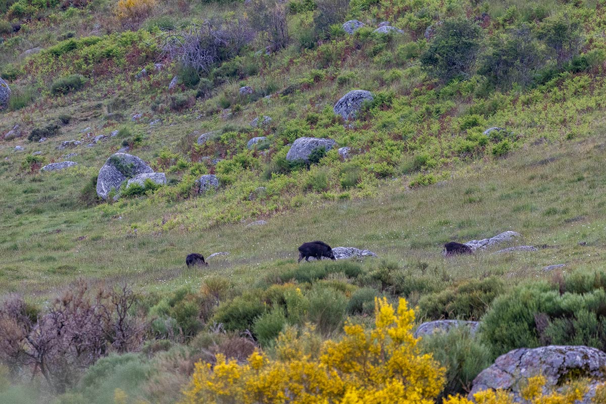 sighting wild boar in spain ecotourism safaris in spain