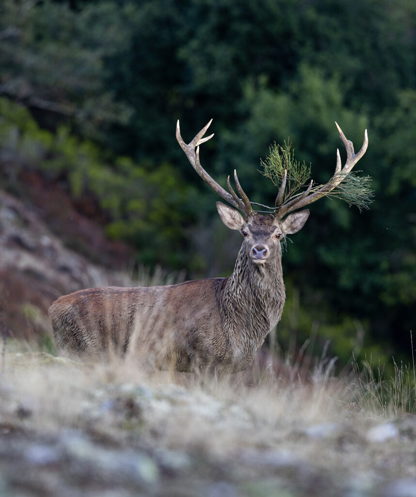 spanish animals redstag wildlife travel spain