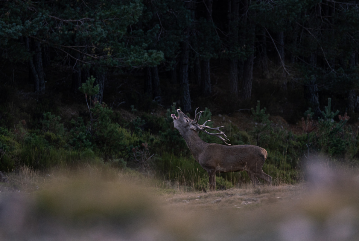 spanish animals redstag wildlife travel spain