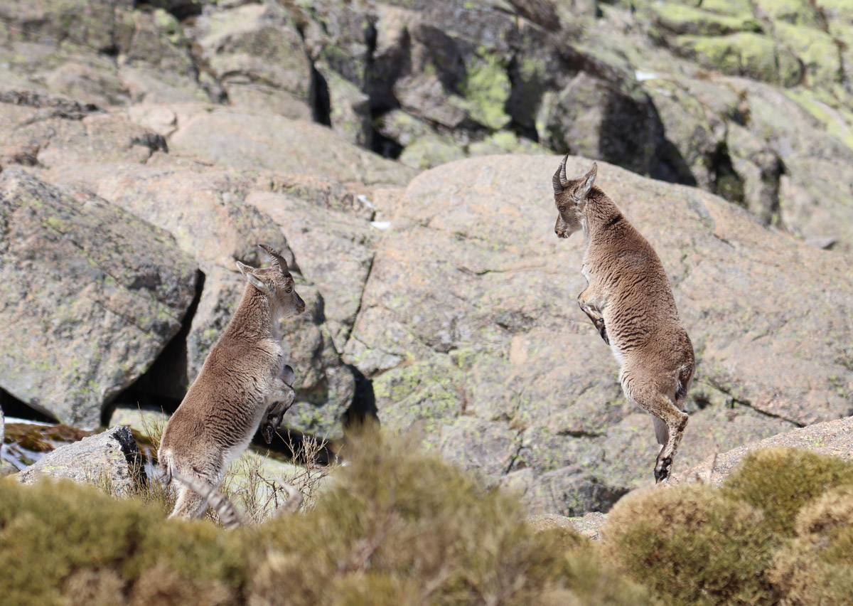 spanish ibex nature trips in spain ecotourism in spain