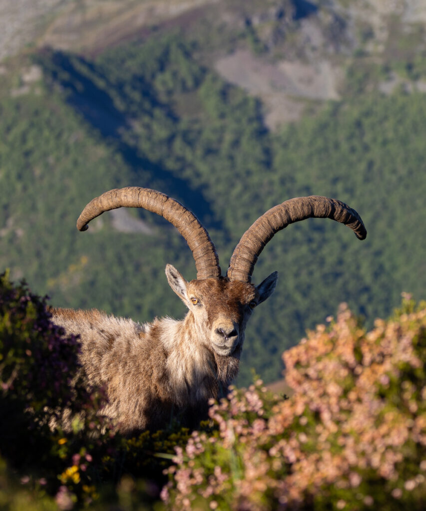 spanish ibex safaris in spain ecotourism in spain nature trips