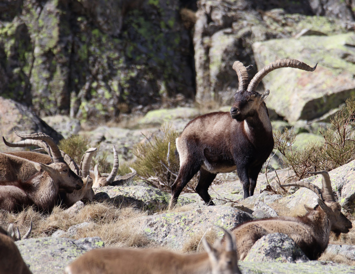 spanish ibex safaris in spain ecotourism in spain