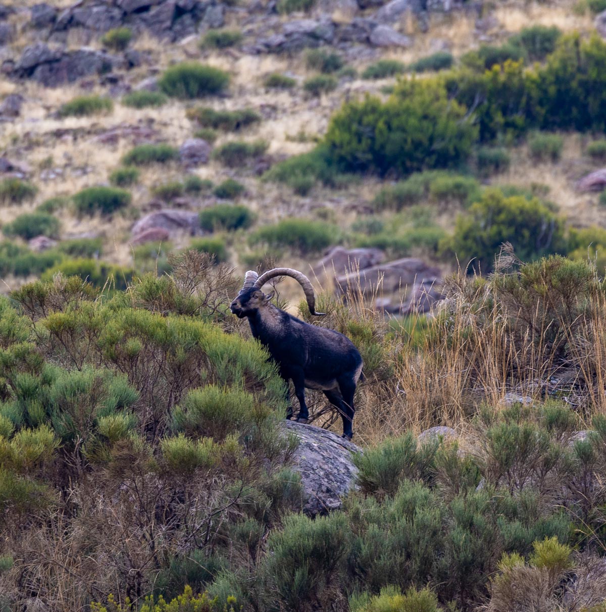 spanish ibex sighting in spain ecotourism in spain