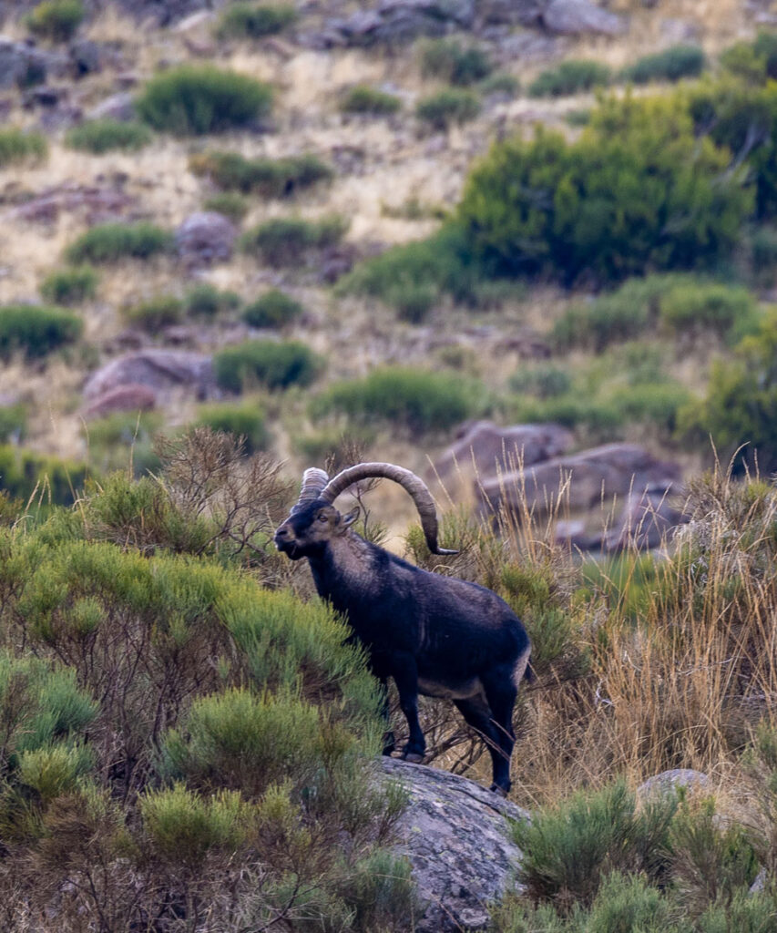 spanish ibex sighting in spain ecotourism in spain