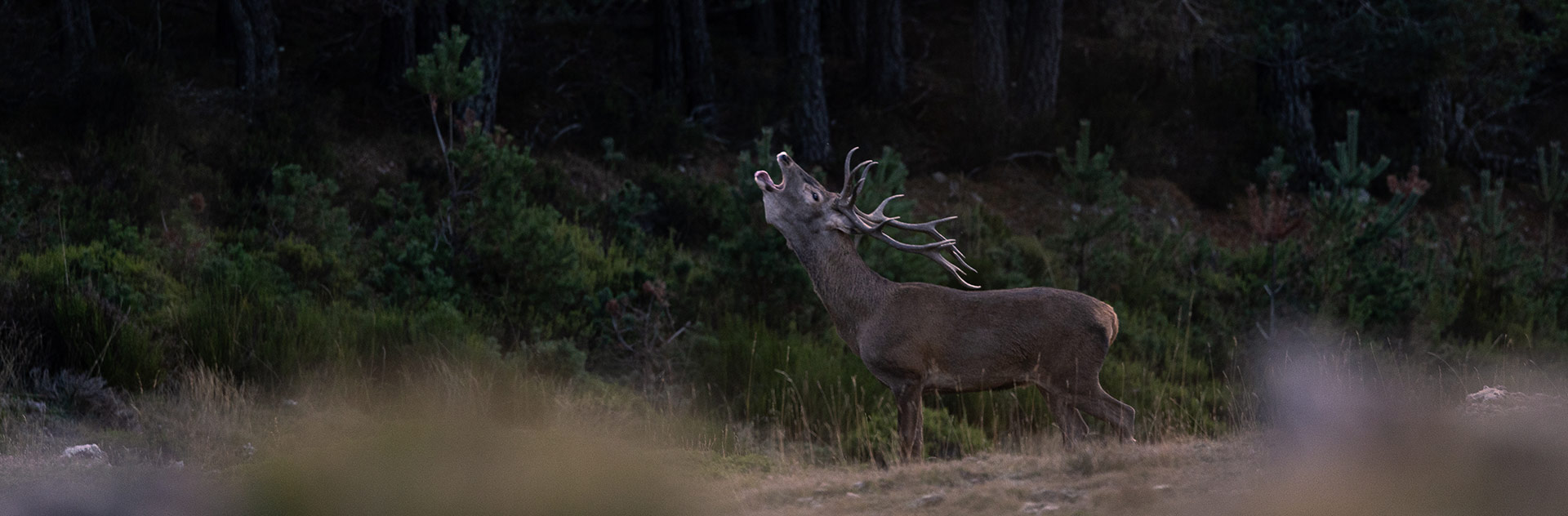 ENJOY THE RED STAG RUT IN SPAIN