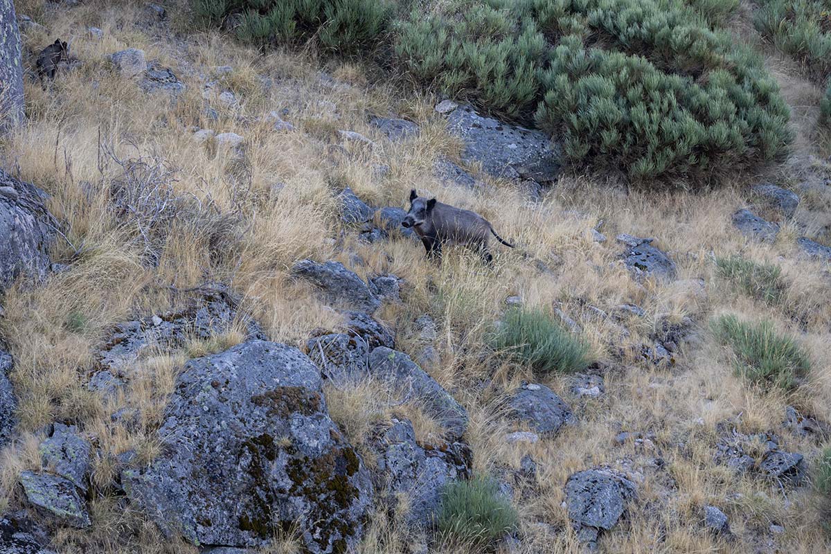 wild boar sighting in spain ecotourism guides routes in spain