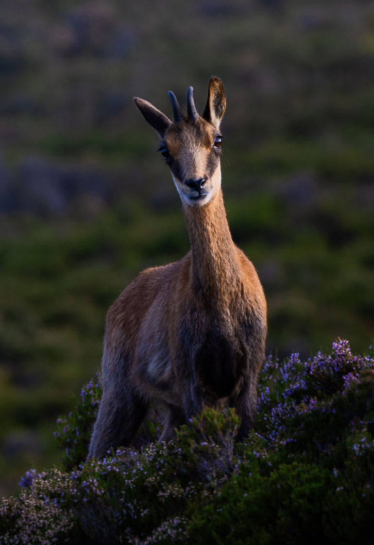 wildlife experience spain