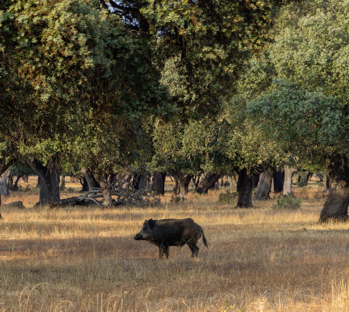 wildlife sighting in spain wild boar safaris in spain ecotourism