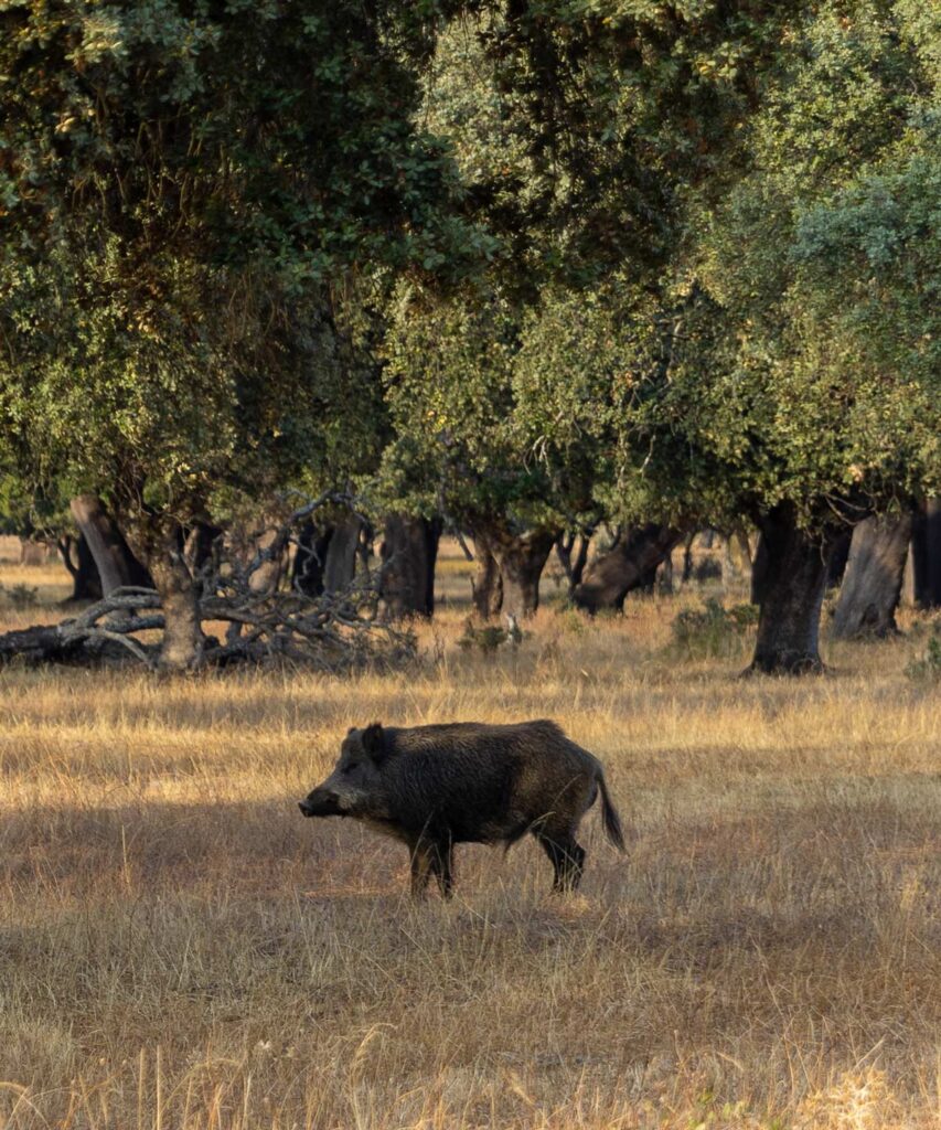 wildlife sighting in spain wild boar sighting in spain ecotourism