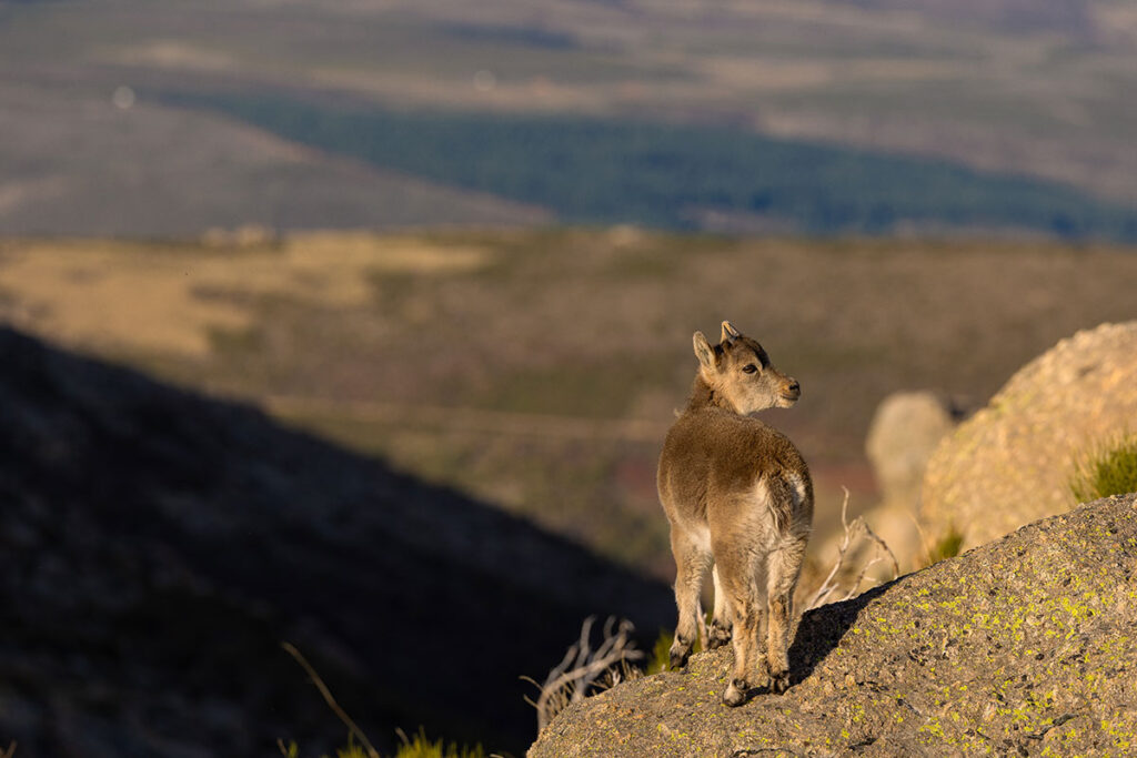 wildlife viewing spain sites to see animals in spain