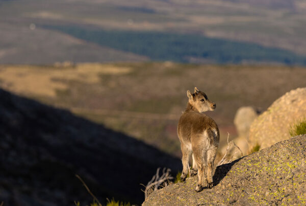 wildlife viewing spain sites to see animals in spain