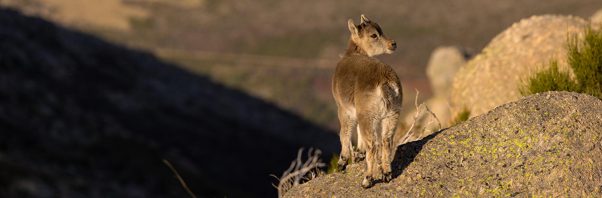 WILDLIFE VIEWING SPAIN