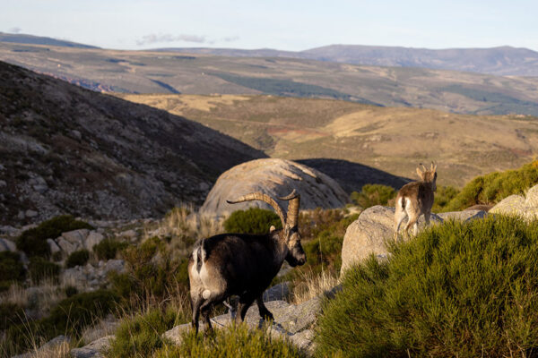 wildlife viewing spain sites to see animals observation in spain