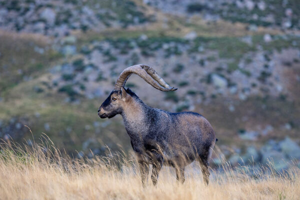 wildlife viewing spain sites to see animals observation in spain