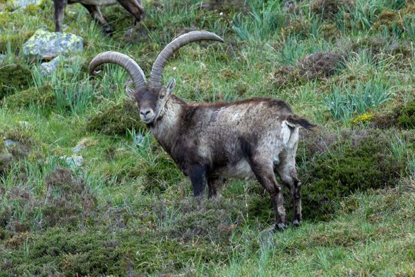 wildlife viewing spain where can i see animals in spain