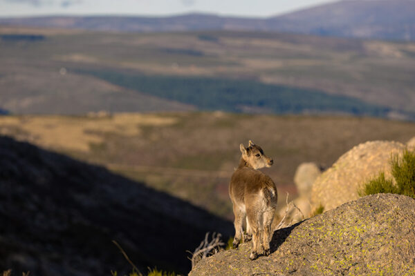 wildlife viewing spain where can i see animals in spain