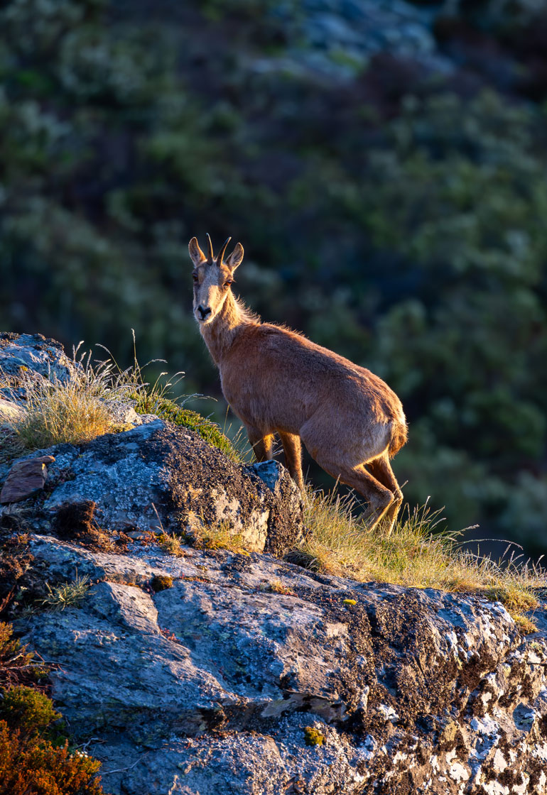 wildlife watching and photography spain