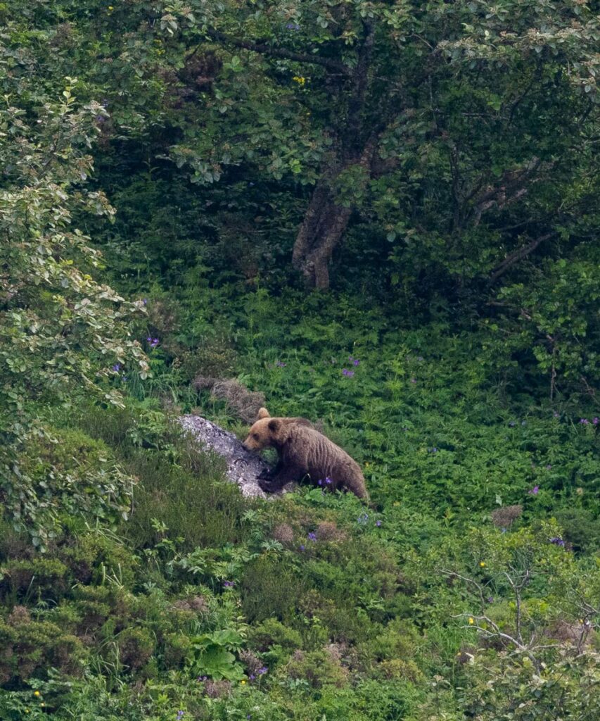 brown bear sighting in spain wildlife somiedo