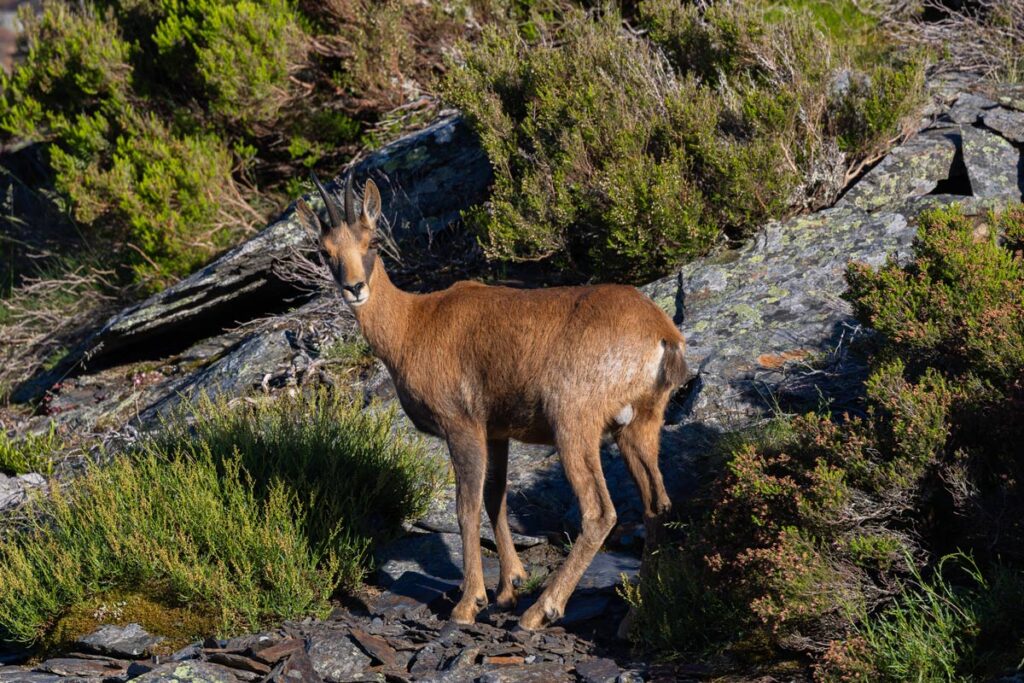 cantabrian chamois sighting in ancares wildlife watching in spain nature trips