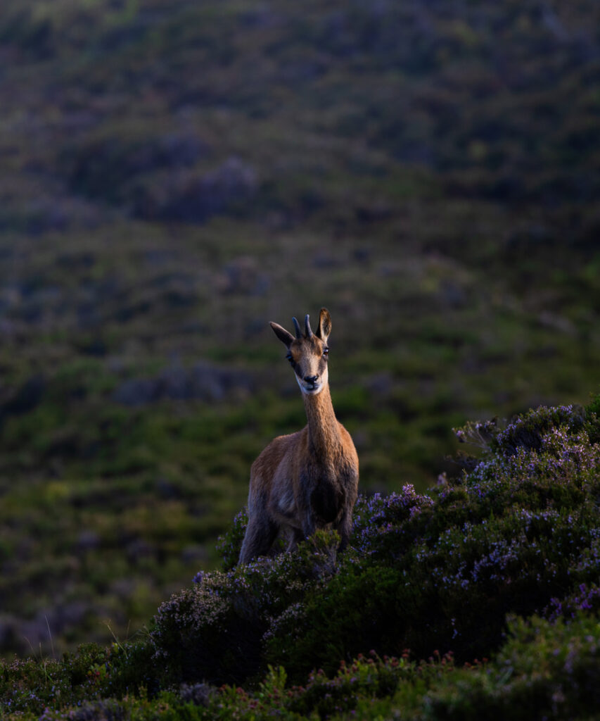 cantabrian chamois sighting in somiedo wildlife watching in spain