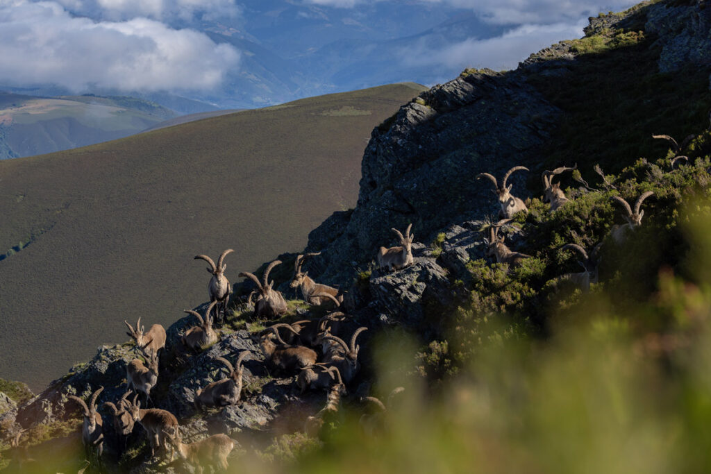 spanish ibex wildlife sighting in ancares wild animals watching safaris in spain