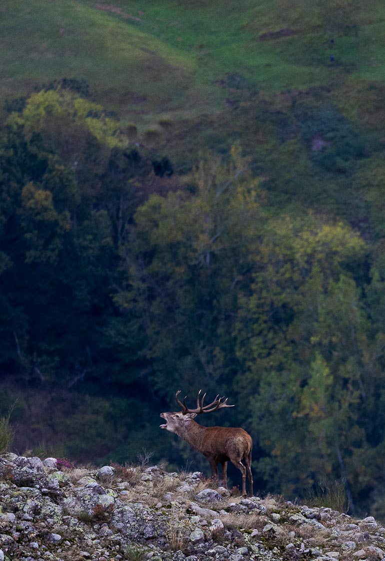 Chamois Sighting in Spain- Wildlife rural tourism in Spain