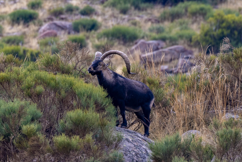 wildlife sighting in gredos wild animals watching gredos ibex safaris in spain nature trips