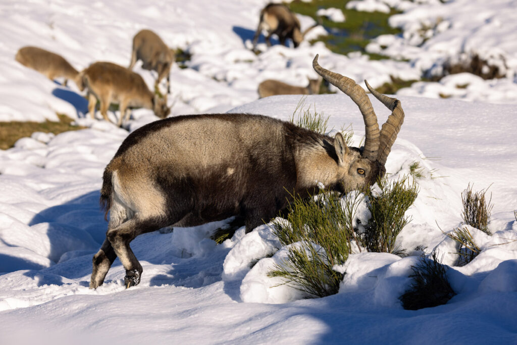 wildlife sighting in gredos wild animals watching gredos ibex safaris in spain nature trips