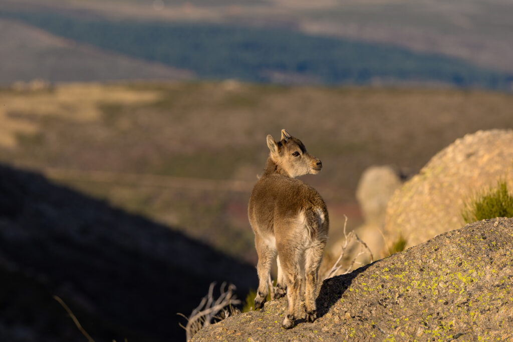 wildlife sighting in gredos wild animals watching safaris in spain