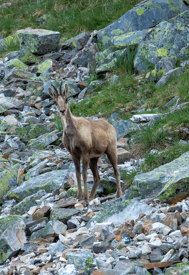 wildlife-cantabrian-chamois-sighting-in-picos-de-europa-spain