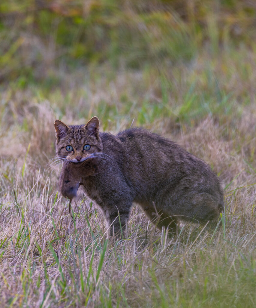 wildlife sighting in spain wild cat sighting in spain ecotourism wildlife tour