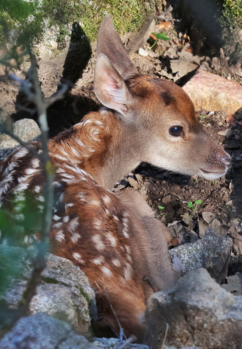 wildlife watching and photography spain